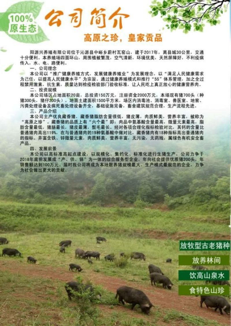 藏香猪有老板要吗
