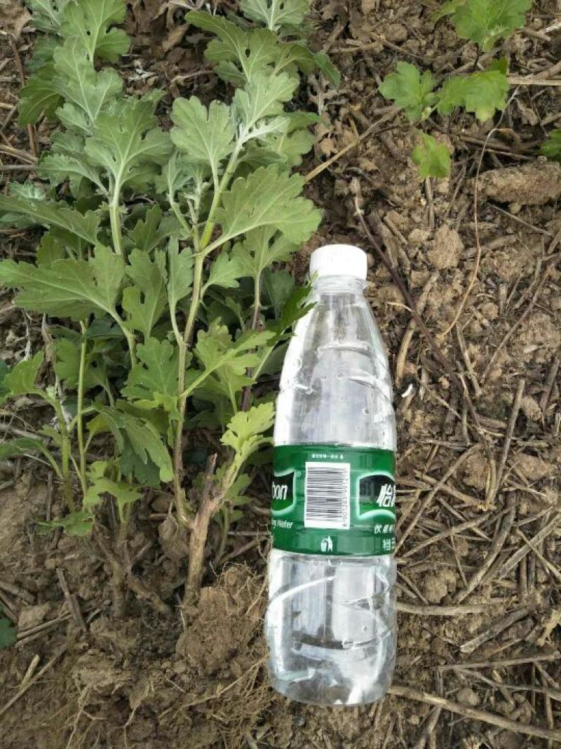 杭白菊