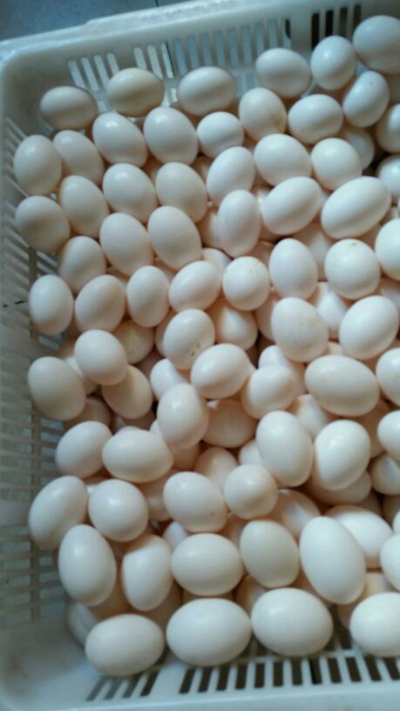 ·种鸽食用玉米等原粮生产出的新鲜鸽蛋