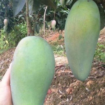金煌芒树苗1~1.5m