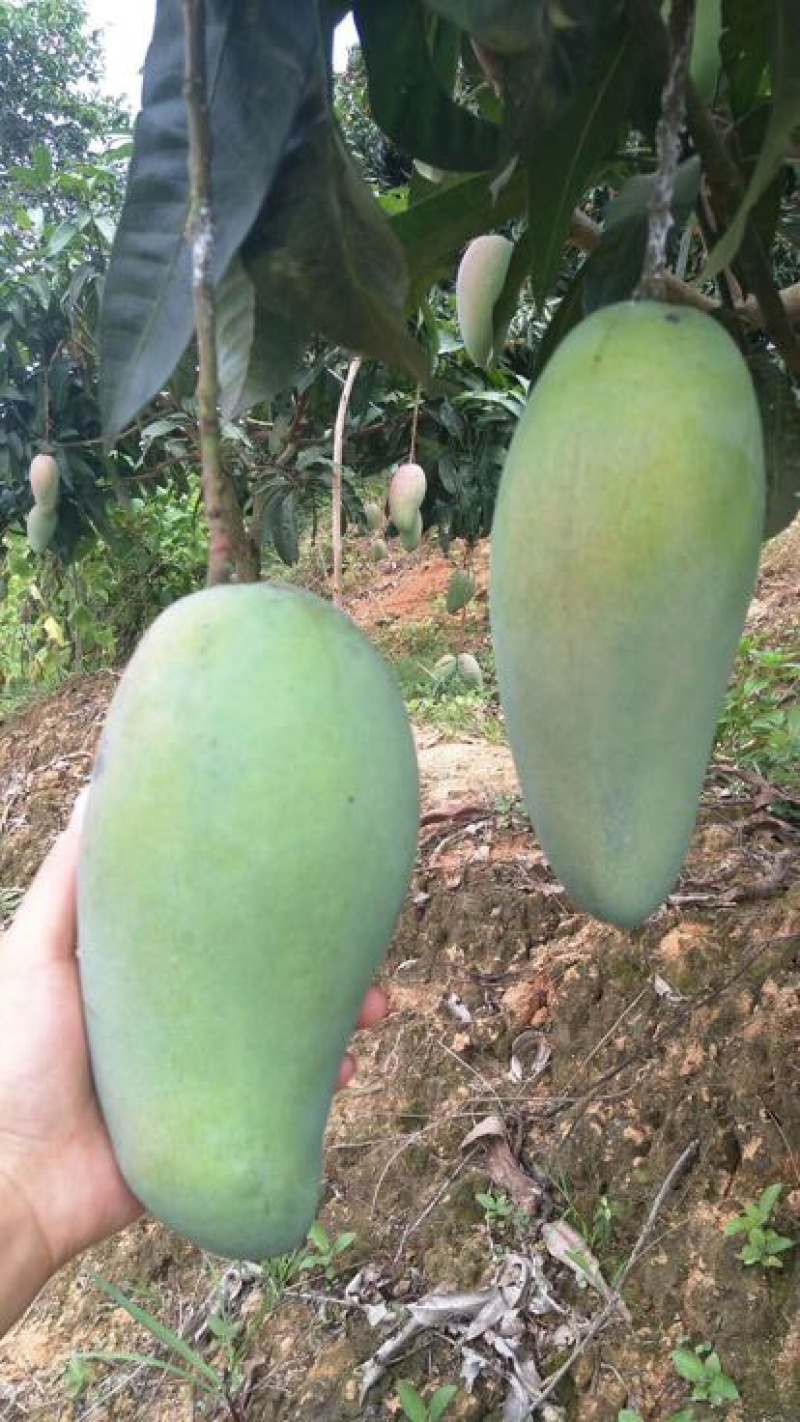 金煌芒树苗1~1.5m
