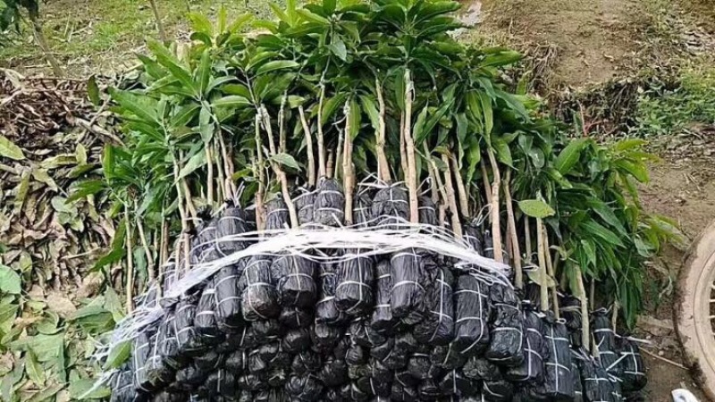 金煌芒树苗1~1.5m