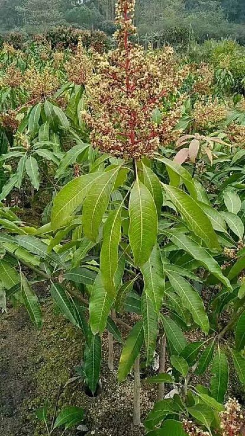 金煌芒树苗1~1.5m