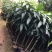 金煌芒树苗1~1.5m