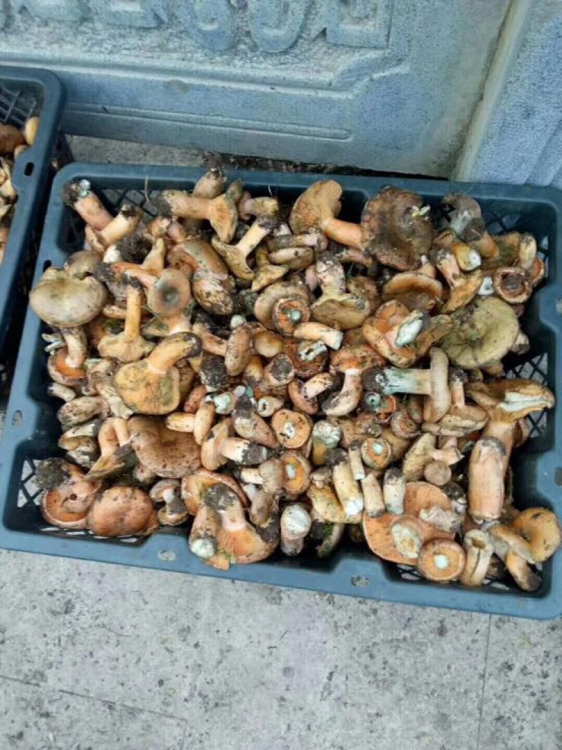 野生菌特级