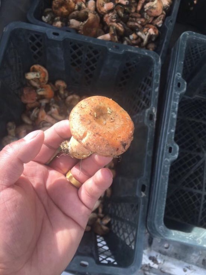 野生菌特级