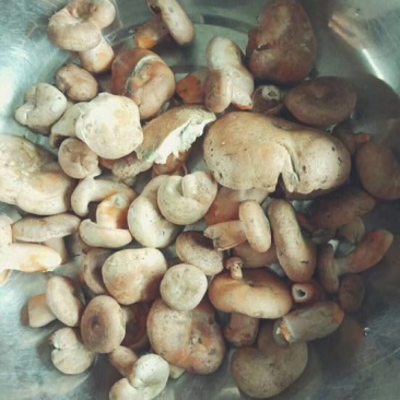 野生菌特级
