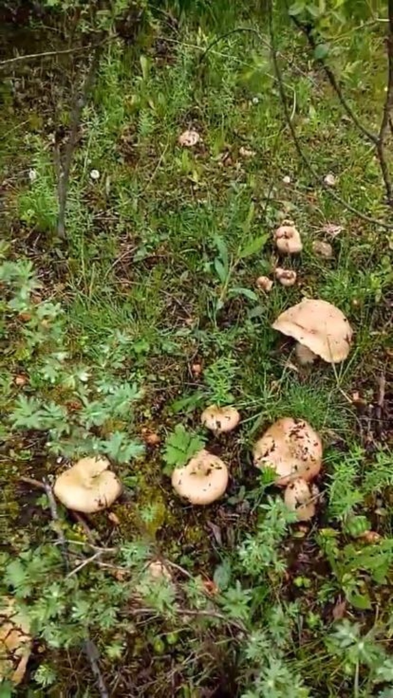 野生菌特级