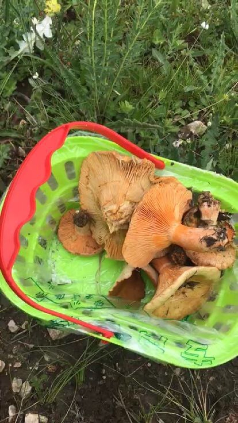 野生菌特级