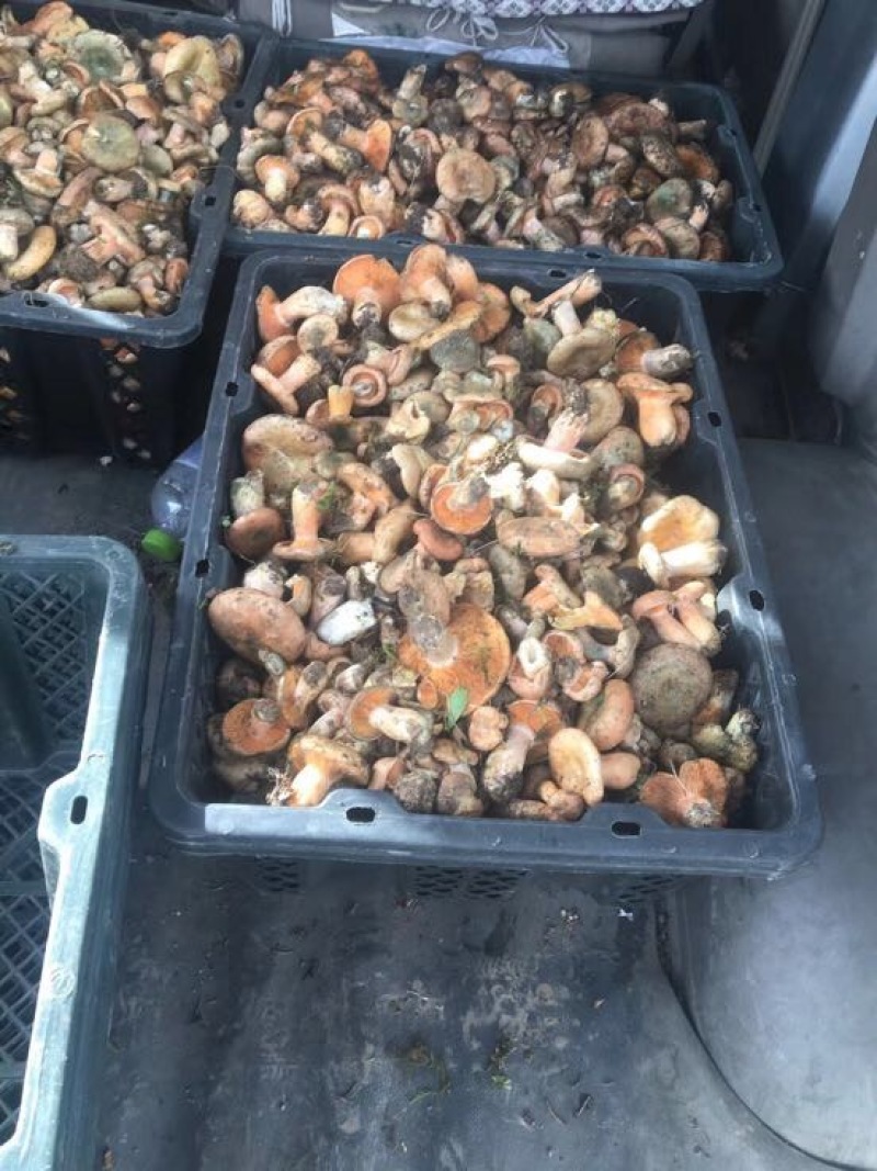 野生菌特级