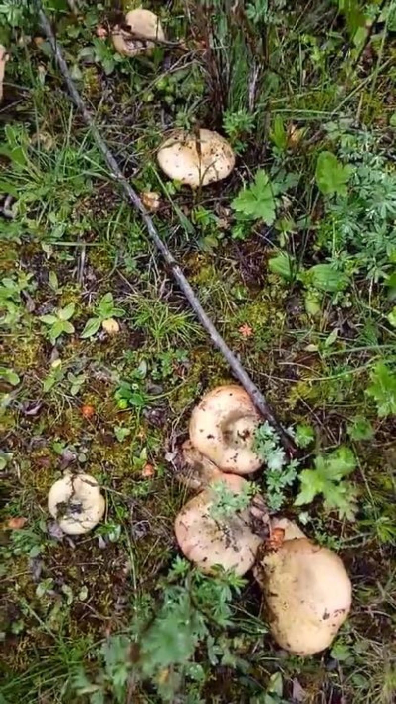 野生菌特级