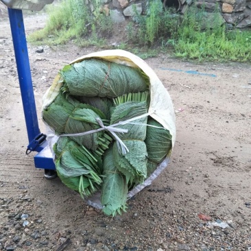 腌渍苏子叶