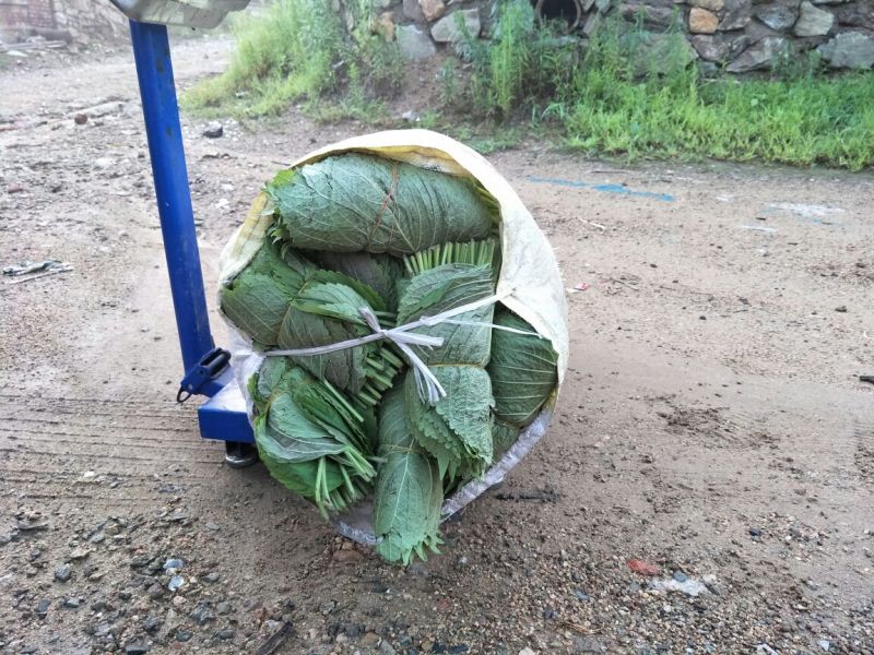 腌渍苏子叶