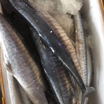 马胶鱼