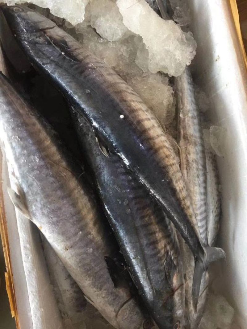 马胶鱼