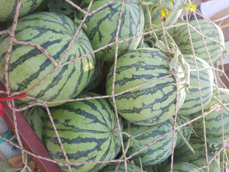 美都9成熟1茬甜度高皮毛靓皮薄大红瓤货源充沛