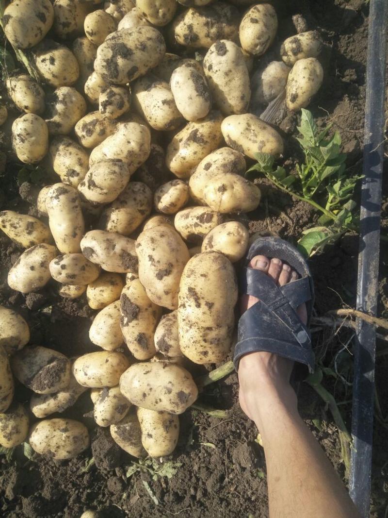 【保质保量】山东菏兰十五土豆3两以上产地直销可对接商超
