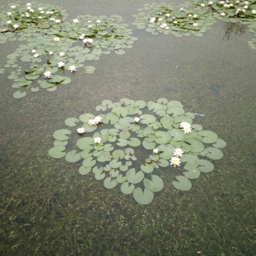 睡莲