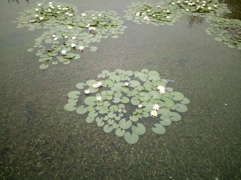 睡莲