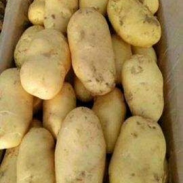 土豆荷兰十五基地，常年大量现货供应
