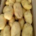 土豆荷兰十五基地，常年大量现货供应