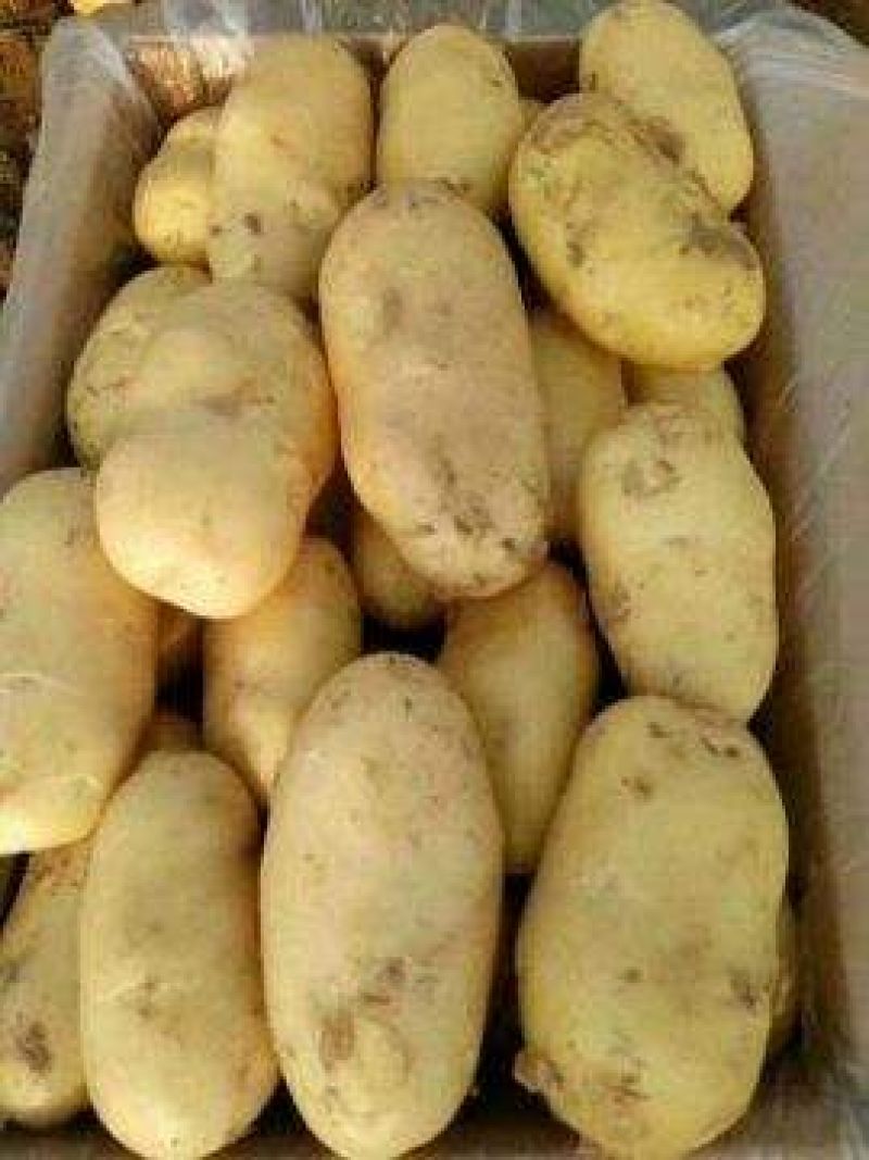 土豆荷兰十五基地，常年大量现货供应