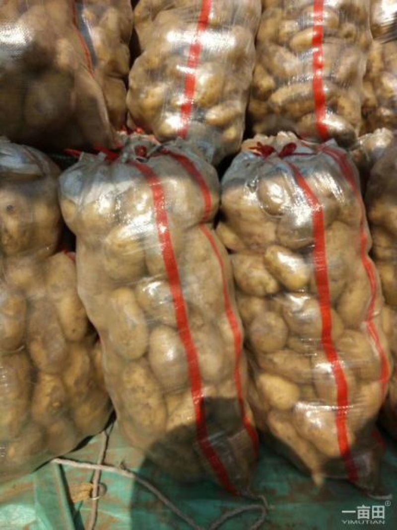 土豆荷兰十五基地，常年大量现货供应