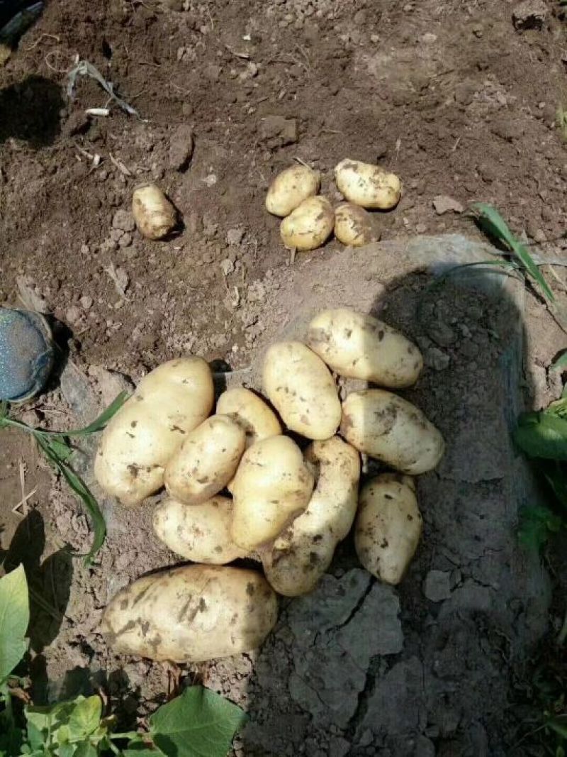 土豆荷兰十五基地，常年大量现货供应