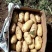 土豆荷兰十五基地，常年大量现货供应