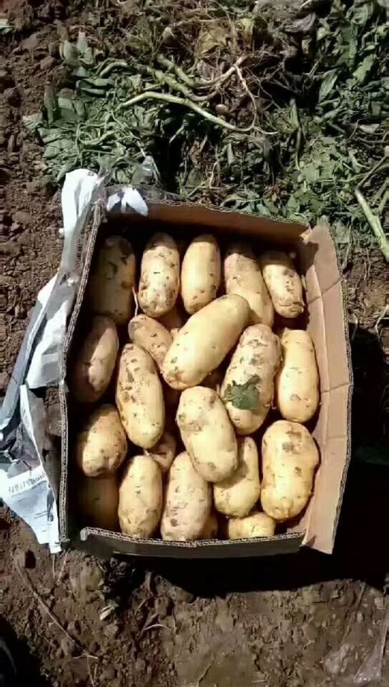 土豆荷兰十五基地，常年大量现货供应