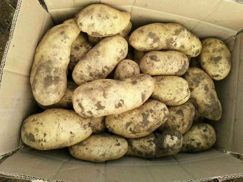 土豆荷兰十五基地，常年大量现货供应