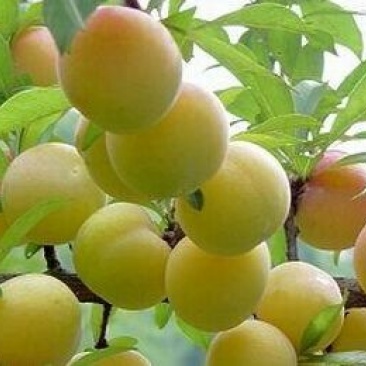 三华李苗早熟，晚熟