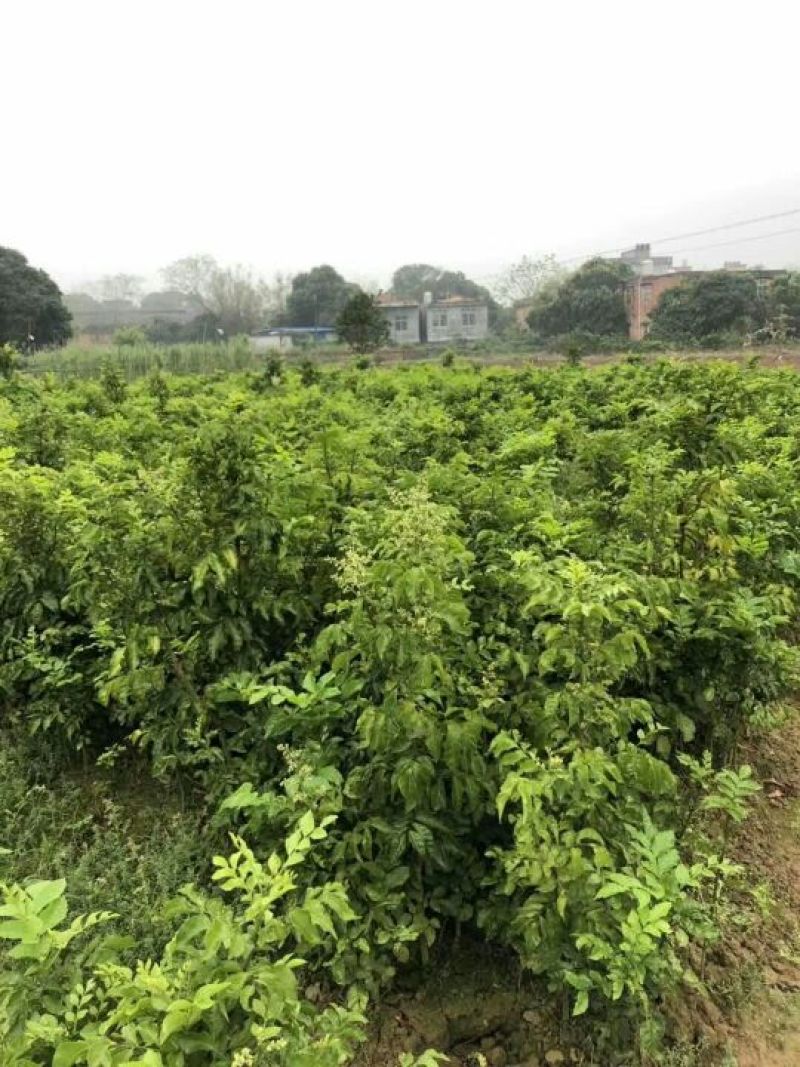 三华李苗早熟，晚熟