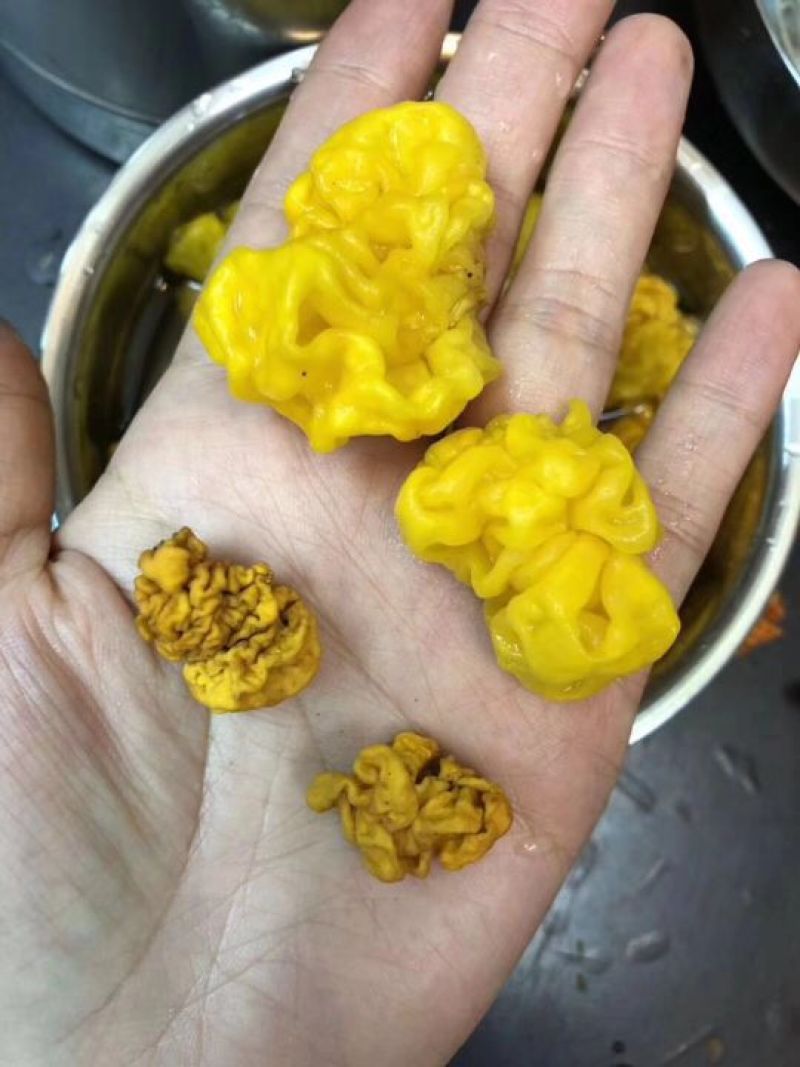 野生小金耳小黄耳
