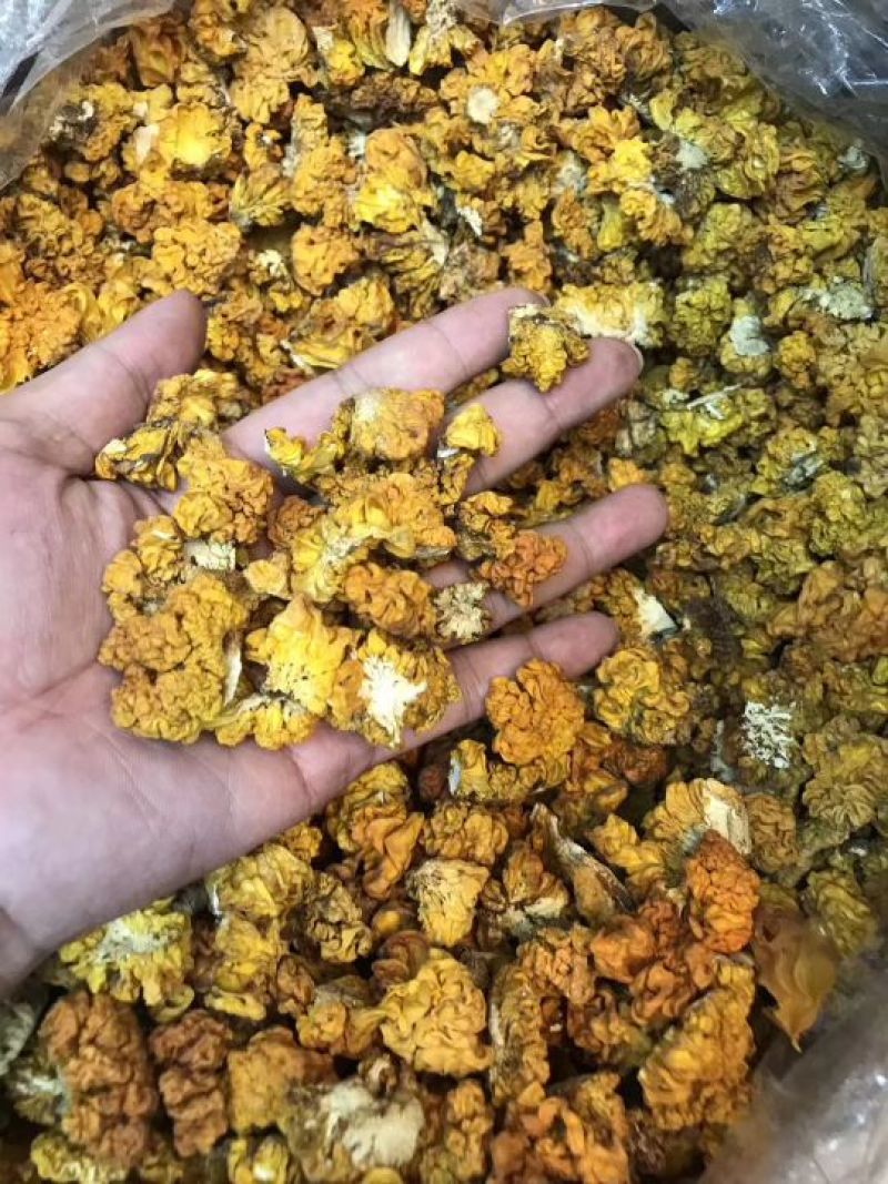 野生小金耳小黄耳