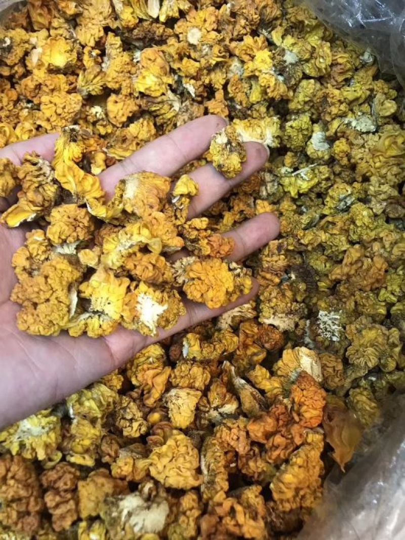 野生小金耳小黄耳