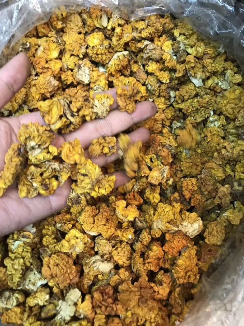 野生小金耳小黄耳