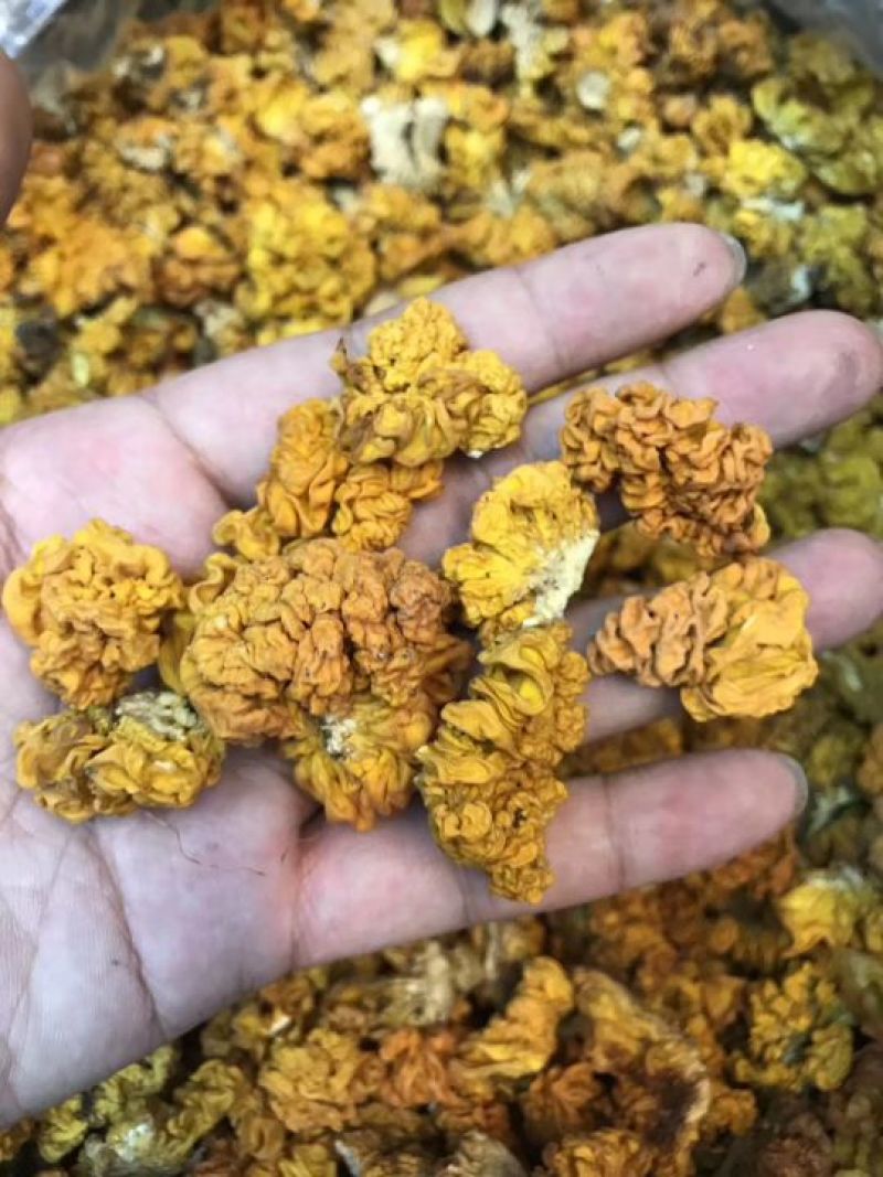 野生小金耳小黄耳