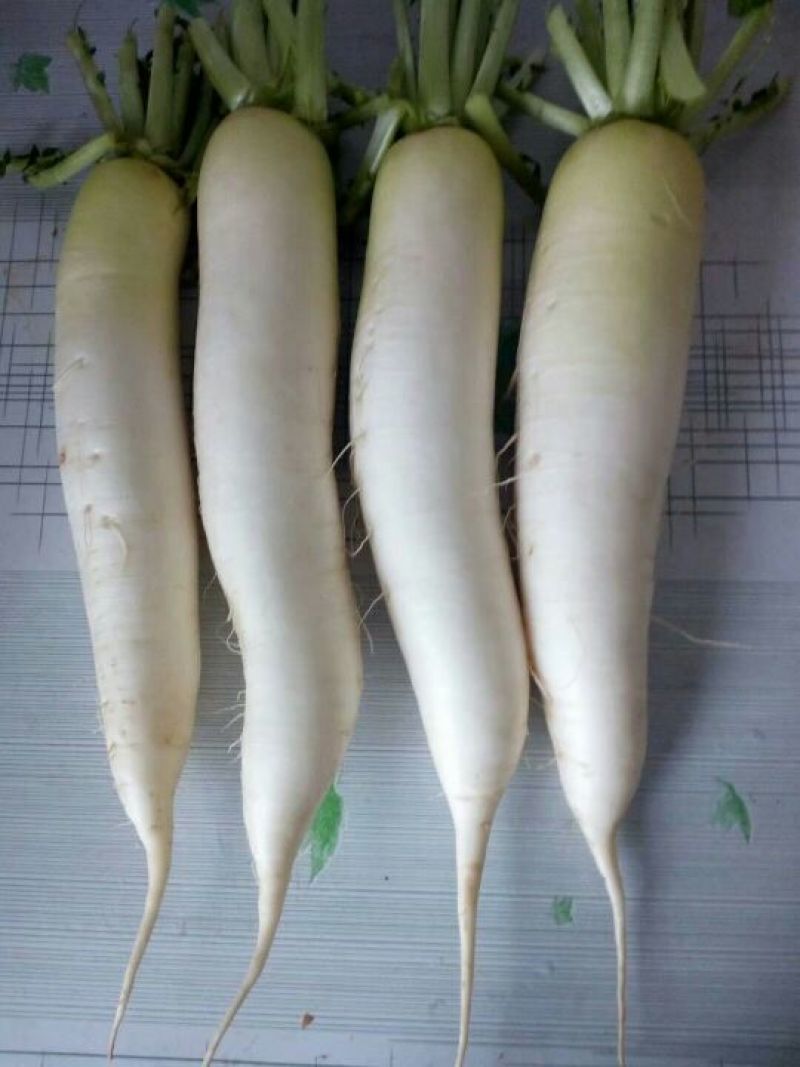春雷白罗卜