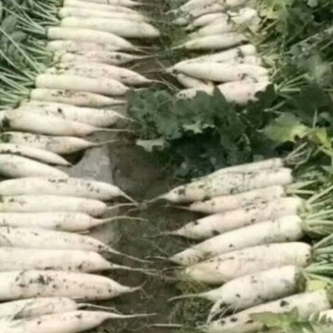 春雷白罗卜