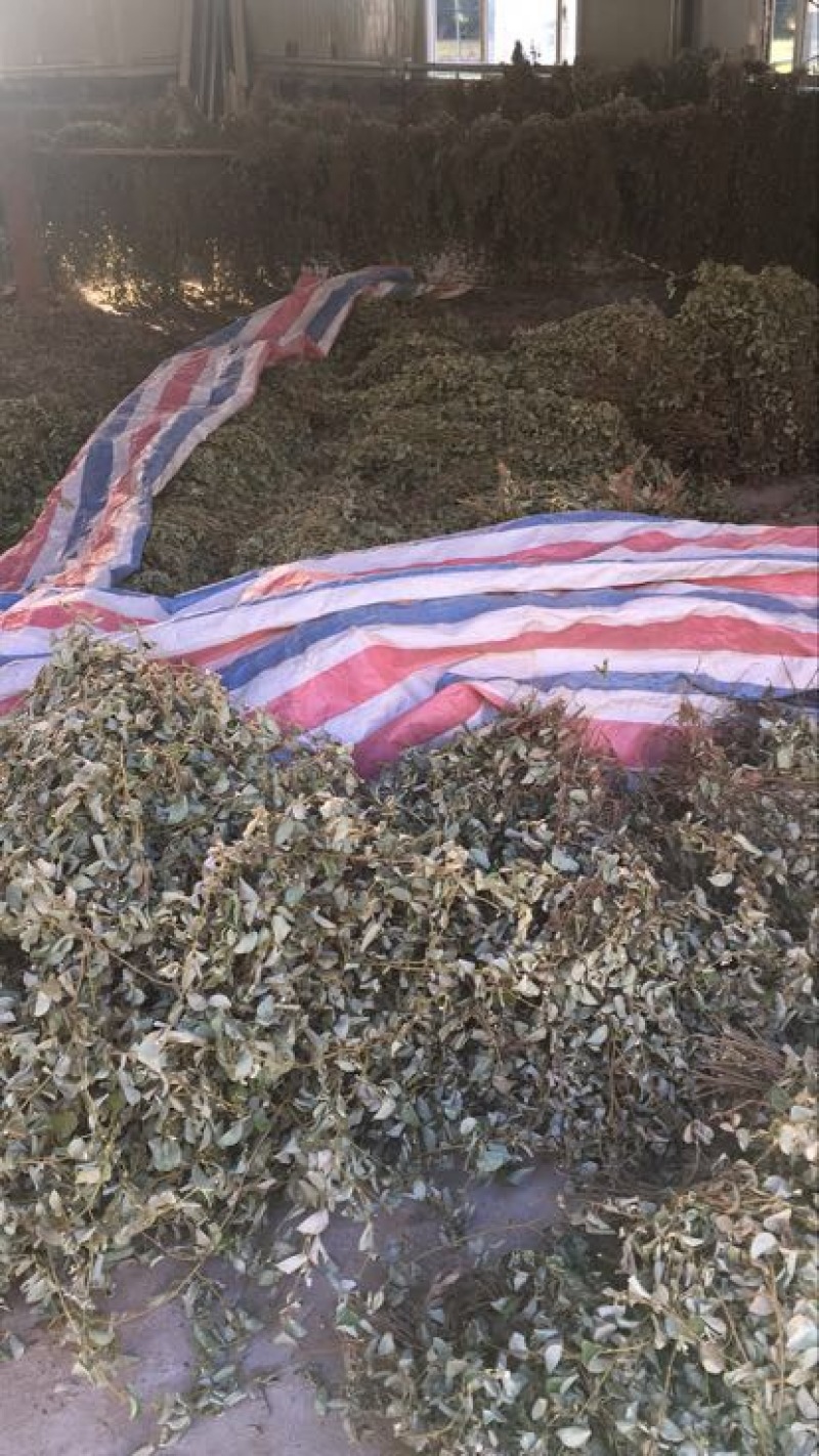 金钱草