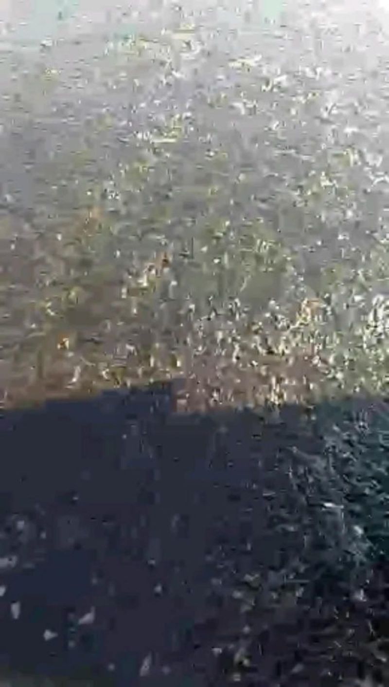 鲫鱼苗