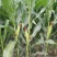 出售白玉米棒子和黄玉米棒子！