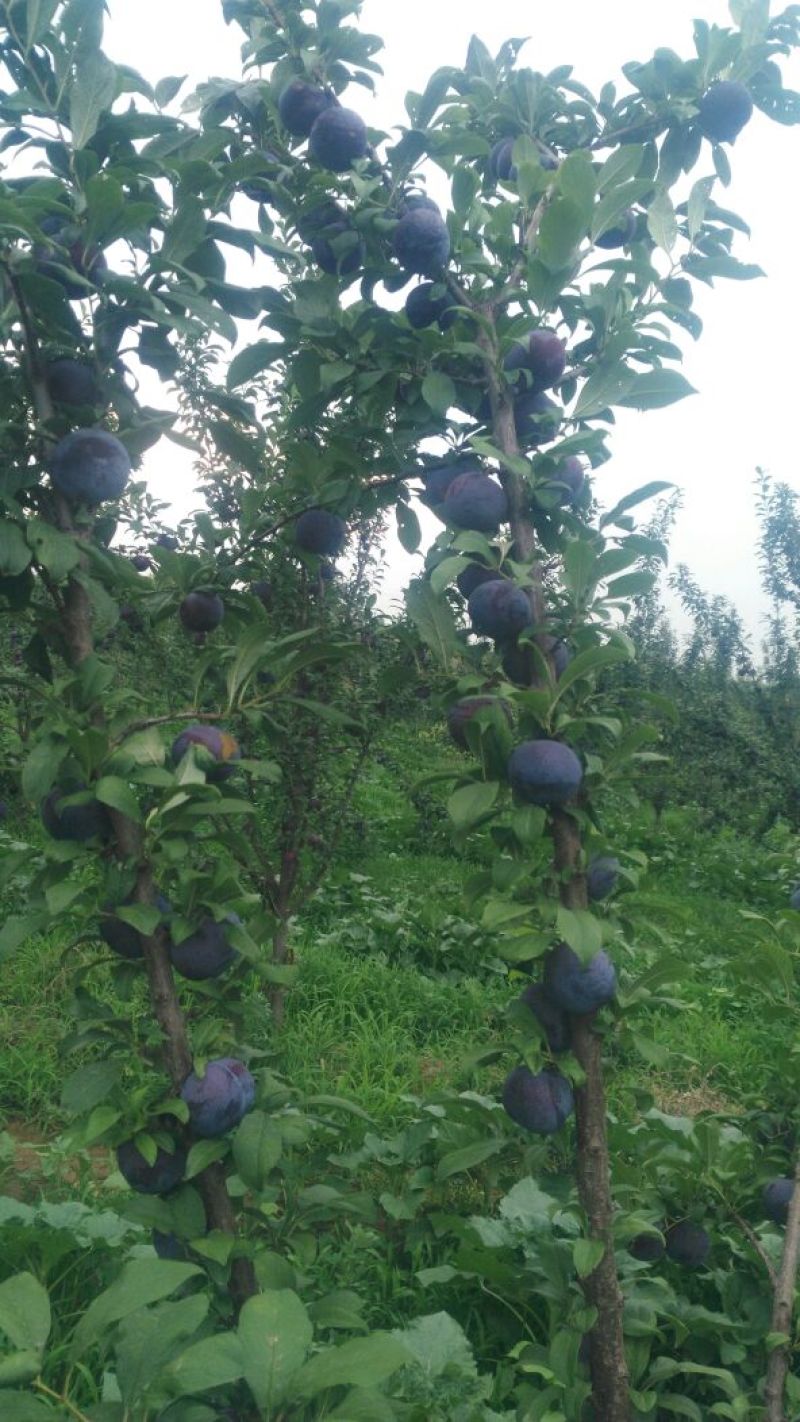 黑布林，黑李子