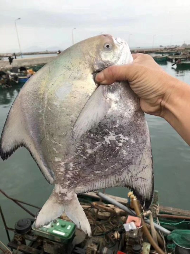 斗鲳鱼