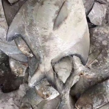 斗鲳鱼