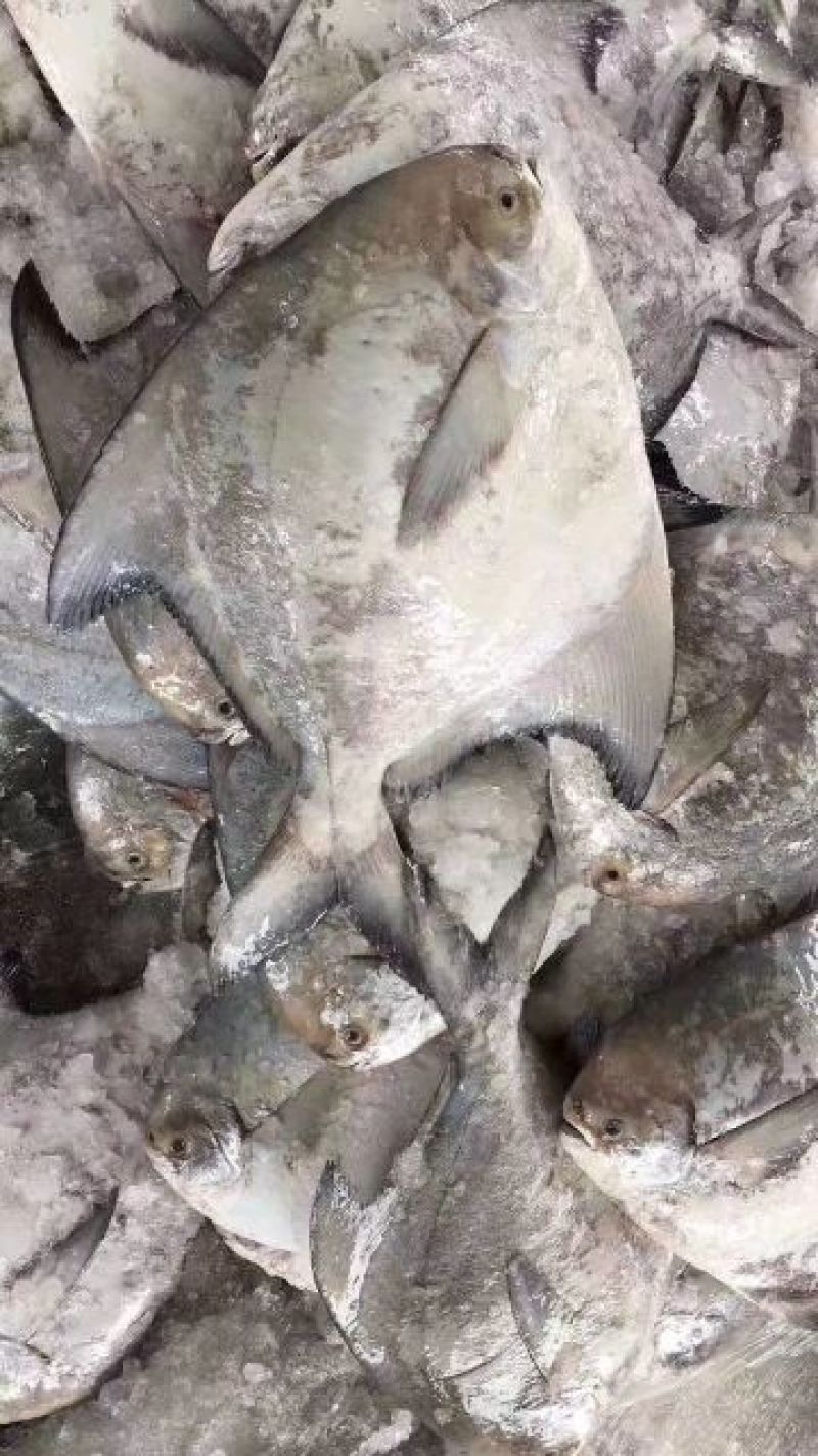 斗鲳鱼