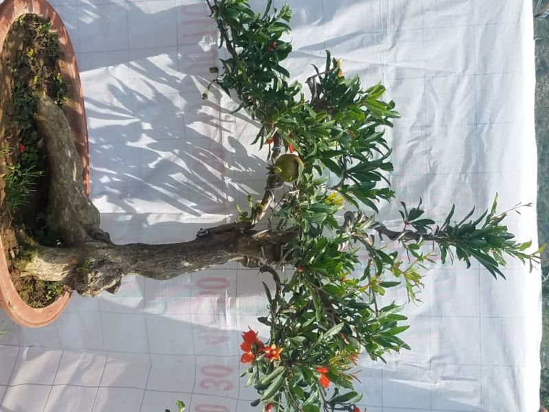 石榴树盆景