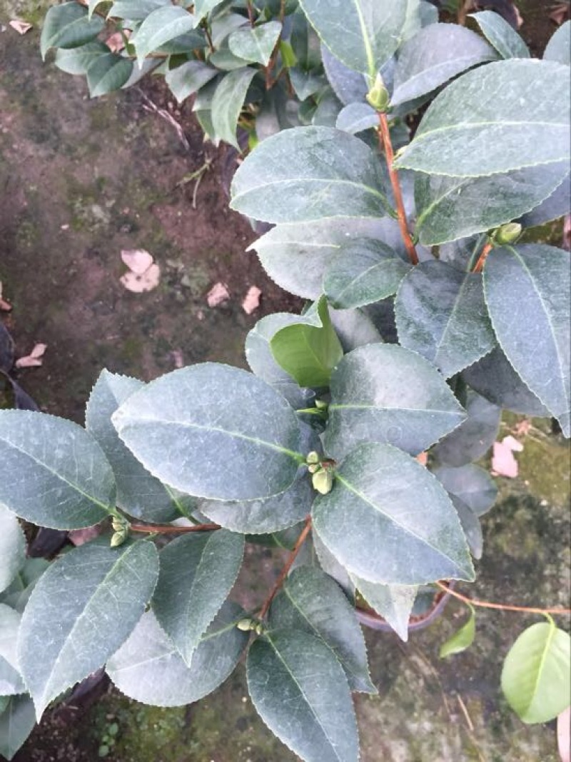 克瑞墨大牡丹茶花盆栽花卉苗木巨型花朵盆景造型