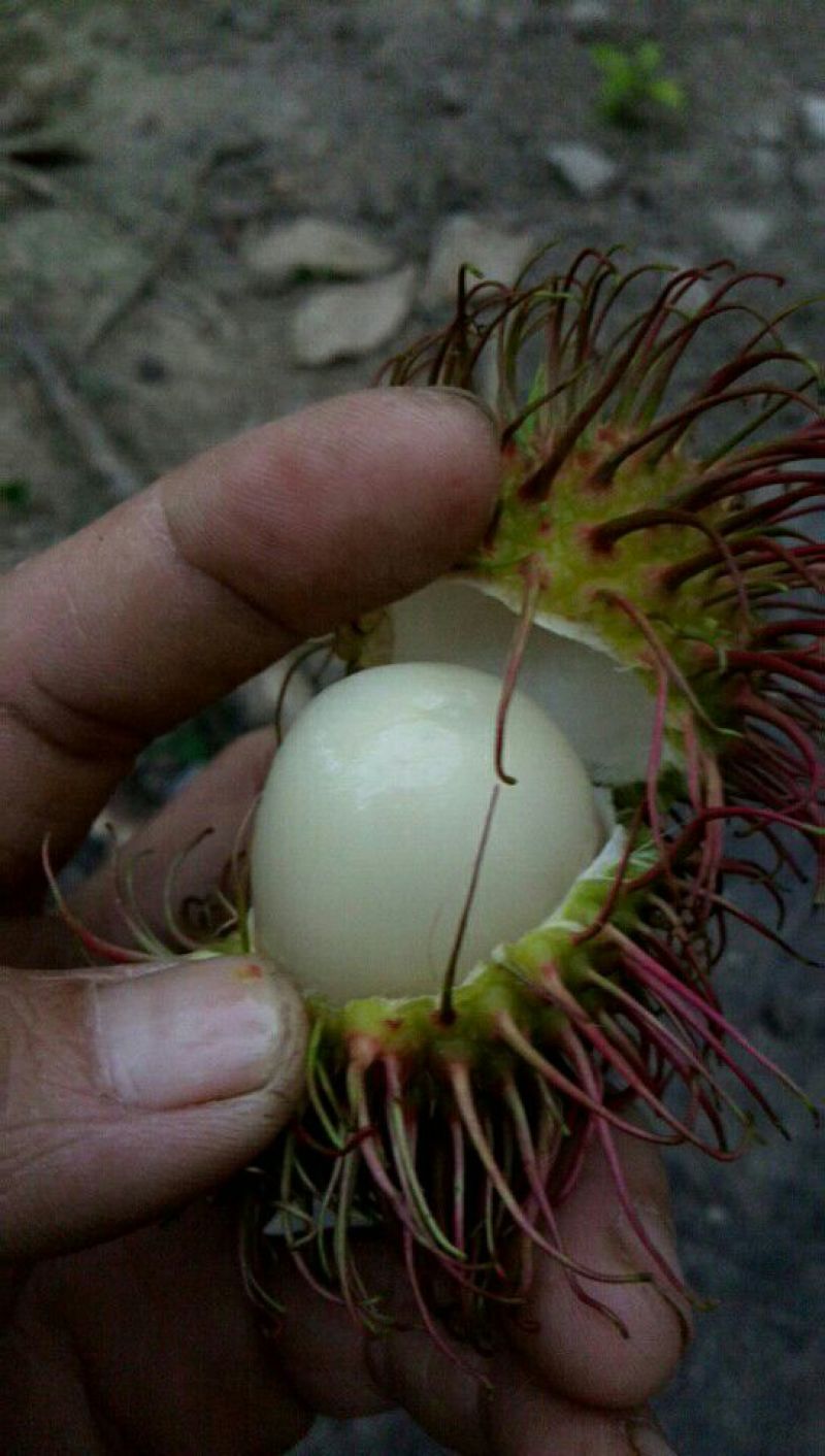 红毛丹